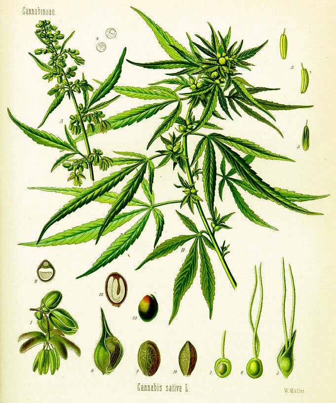 4 Usi Poco Conosciuti Della Cannabis