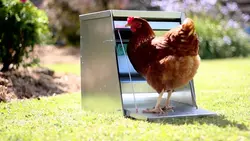 Piccola fonte di cibo per pollame in plastica gigante Abbeveratoio completo
